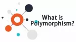 Exploring Polymorphism: Understanding Flexibility in Object-Oriented Programming